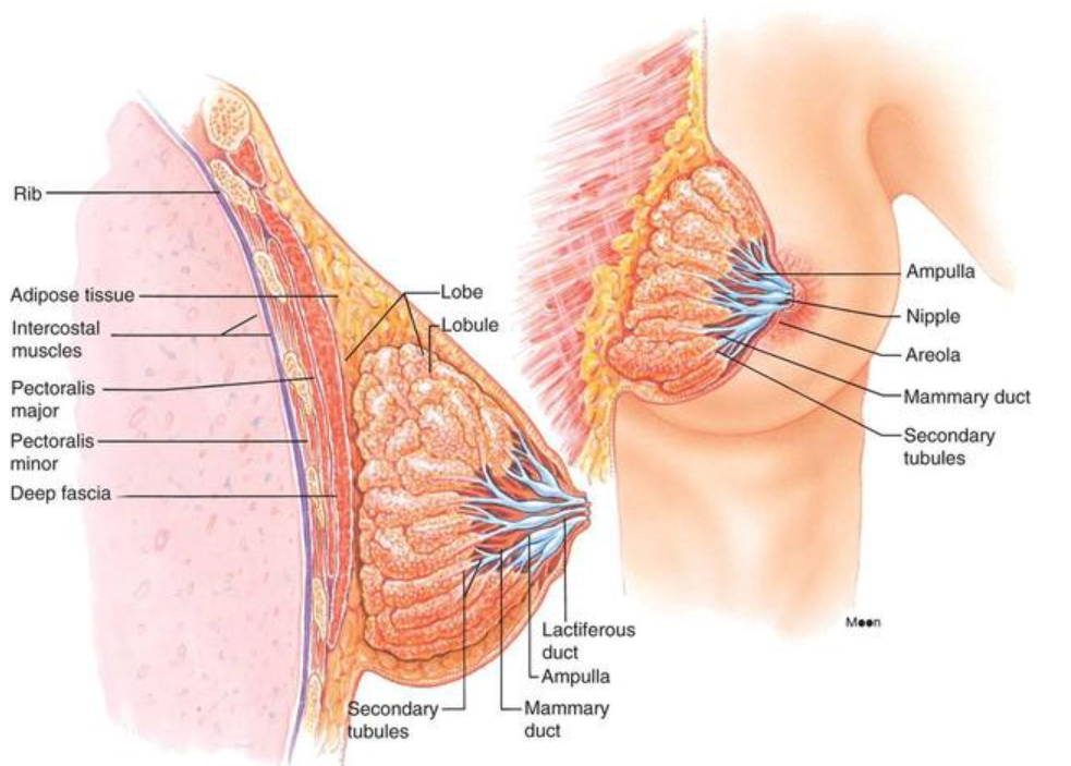 BREASTS; EVERYONE HAS THEM. DO YOU KNOW HOW THEY WORK? - MacArthur Medical  Center