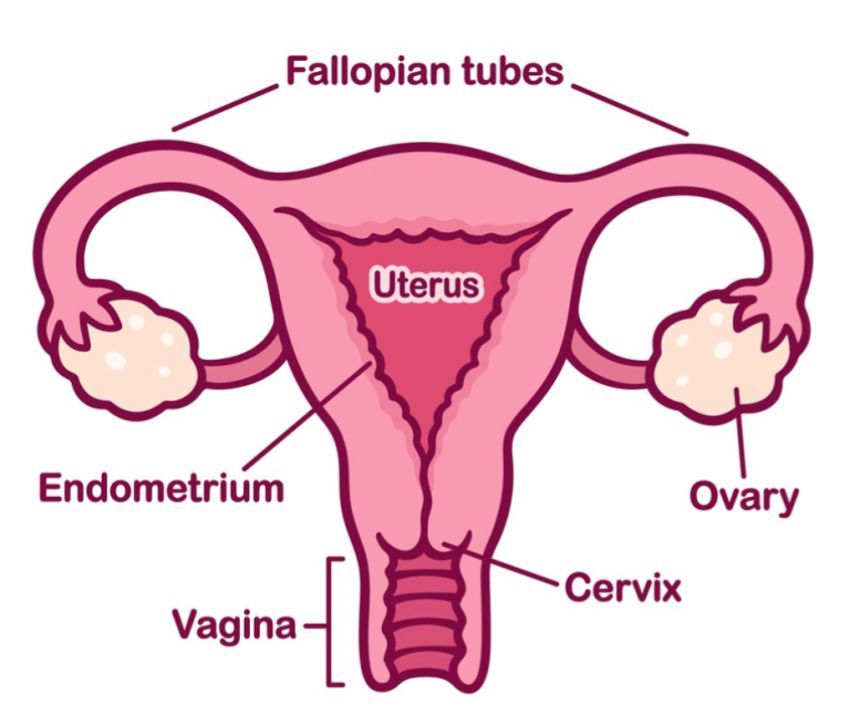 Laparoscopic Supracervical Hysterectomy; A Faster Return to Normal Life MacArthur Medical Center