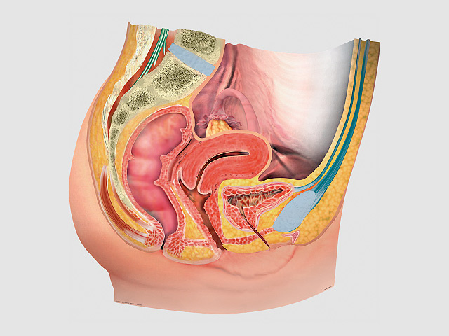 Urogynecology - MacArthur Medical Center